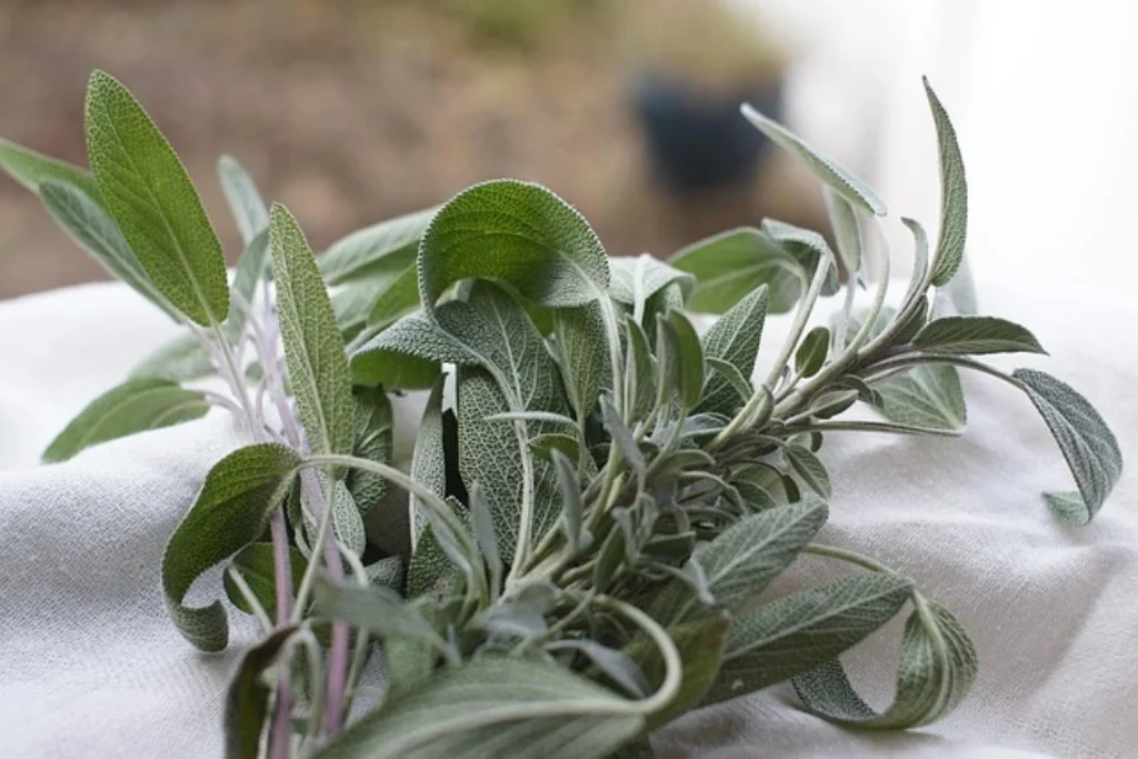 burning herbs against mosquitoes
